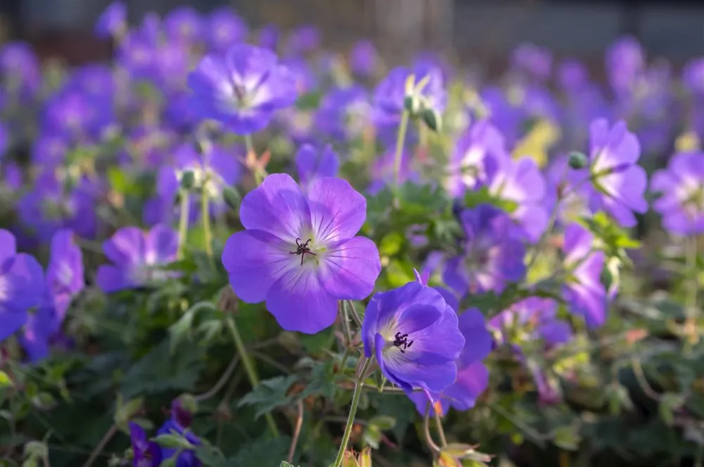Favoriet van klanten | Geranium Rozanne