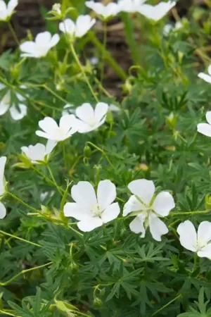 Aanbieding loopt bijna af - Geranium sang. ‘Album‘