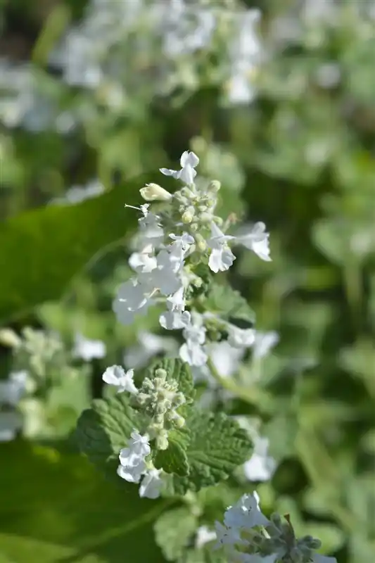 Nepeta faassenii ‘Snowflake‘ - Aanbieding