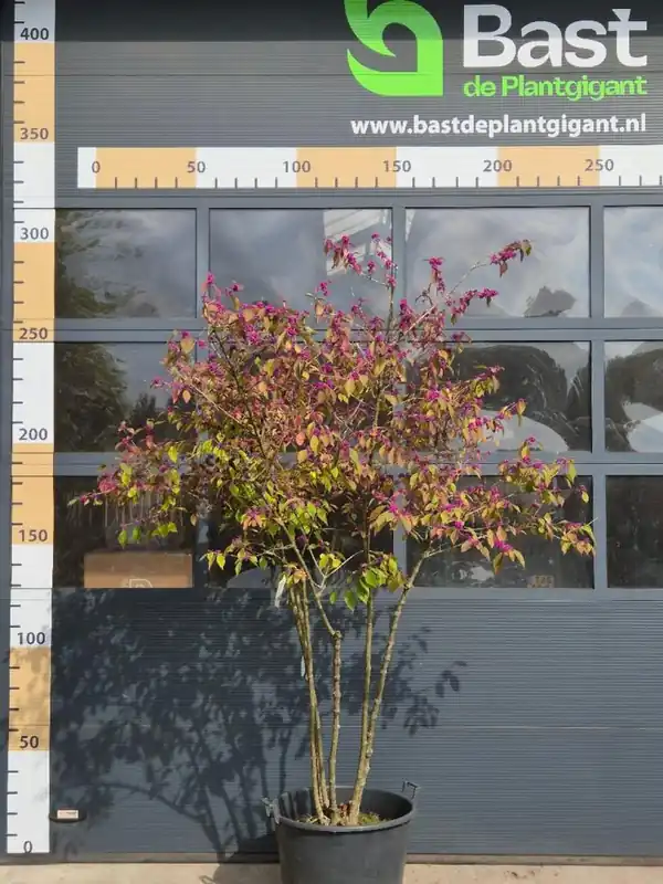Callicarpa bodn. ‘Profusion‘ Meerstammig - Topproduct