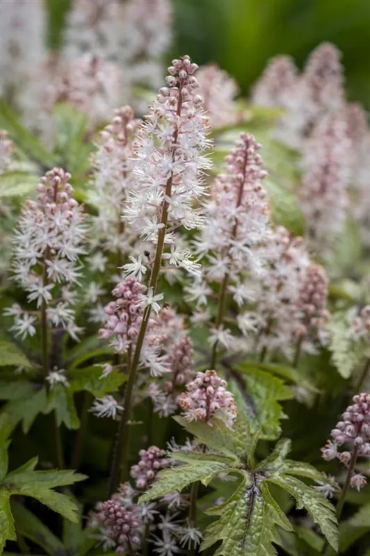 Bijna uitverkocht - Tiarella cor.‘Pink sky Rocket‘