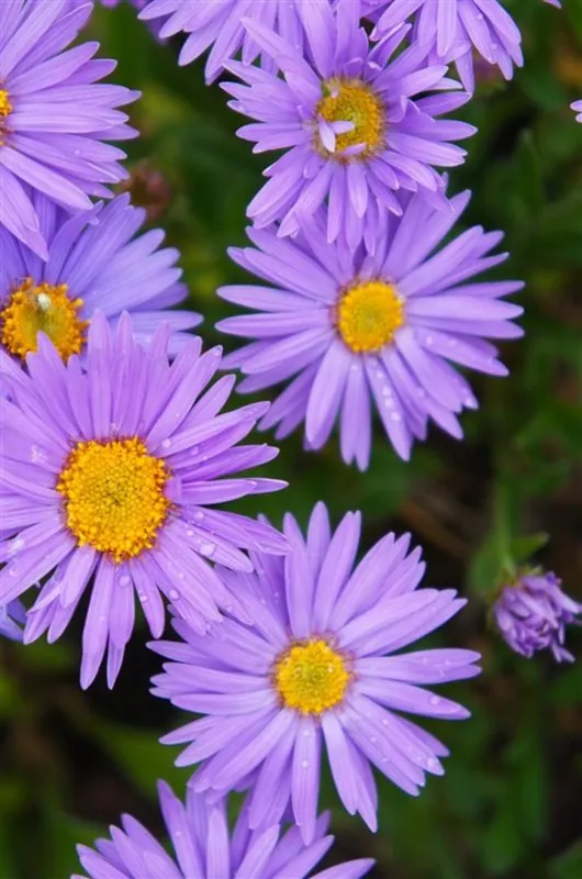 Trending | Aster alpinus ‘Dunkle Sch”ne‘