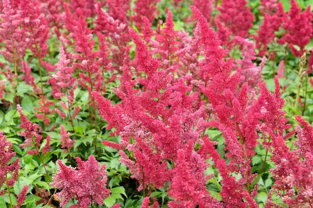 Astilbe (A) ‘Fanal‘ | Beperkte voorraad