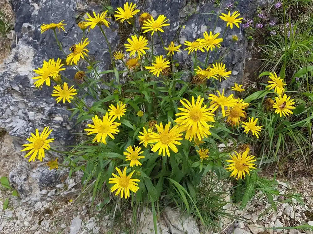 Buphthalmum salicifolium - Op voorraad