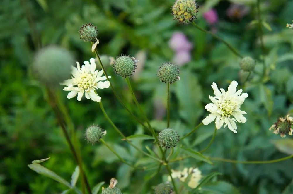 Cephalaria gigantea | Prijsverlaging