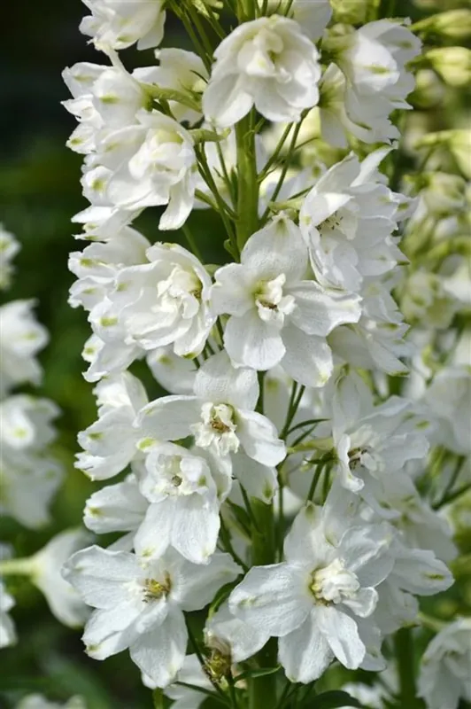 Delphinium (P) ‘Galahad‘ | Actie
