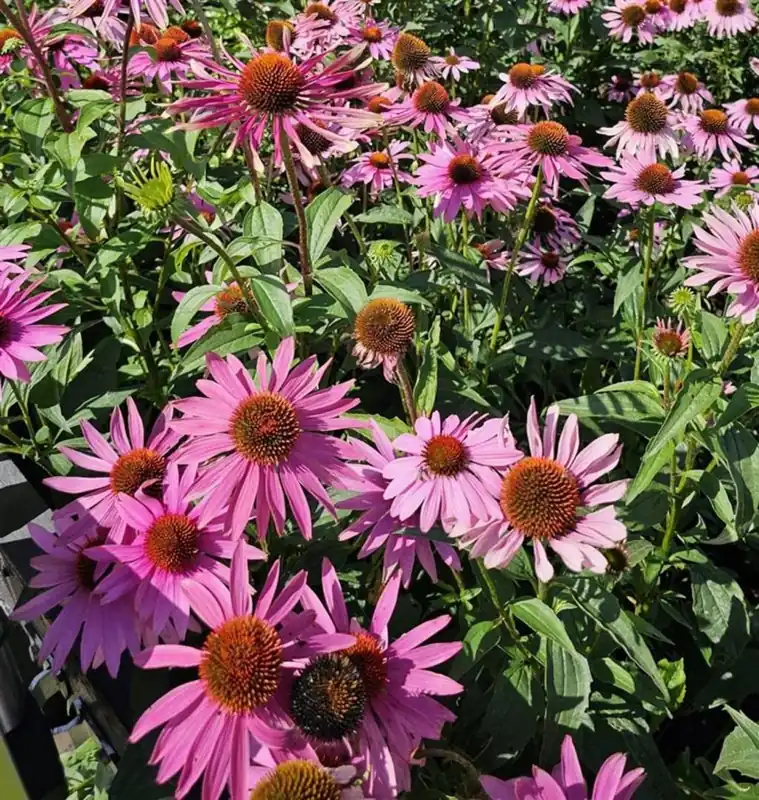 Nieuw in de shop - Echinacea purpurea