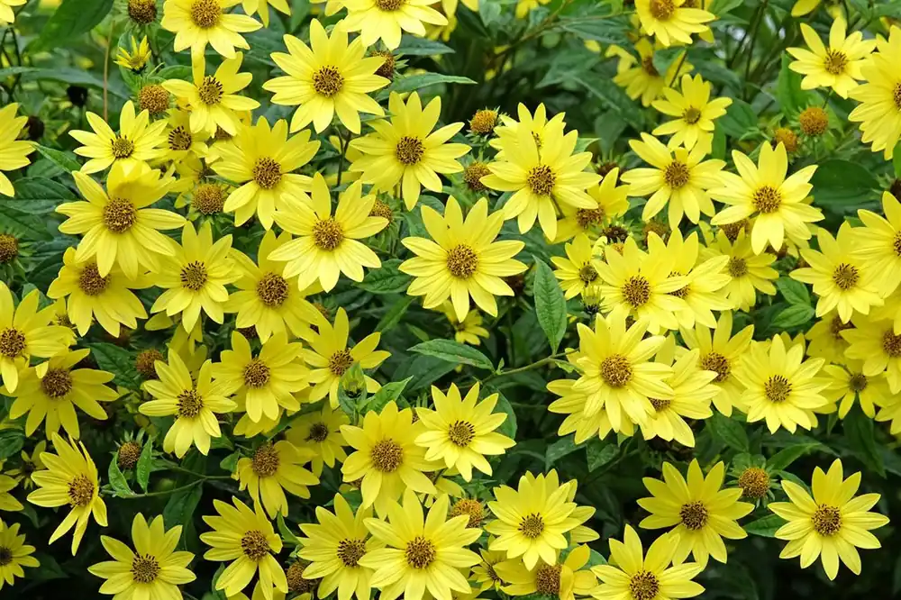 Online kopen | Helianthus ‘Lemon Queen‘