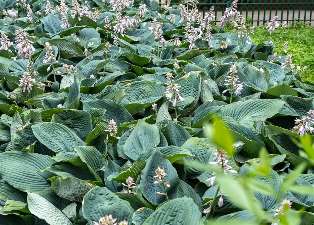 Hosta ‘Big Daddy‘ | Nieuwe release