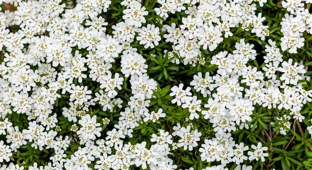 Iberis sempervirens - Koop vandaag
