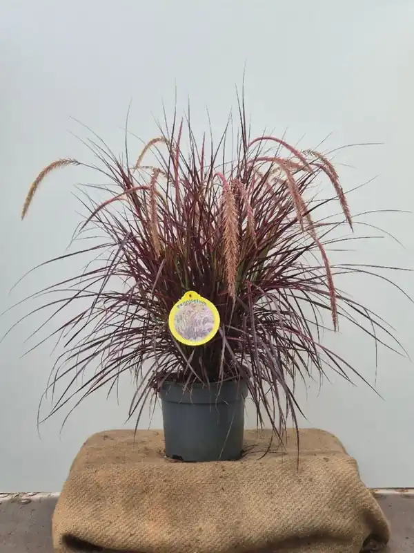Tijdelijk aanbod | Pennisetum Chelsea