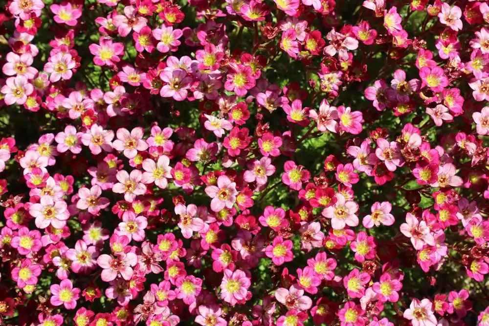Saxifraga (A) ‘Purpurteppich‘ - Verlaagde prijs