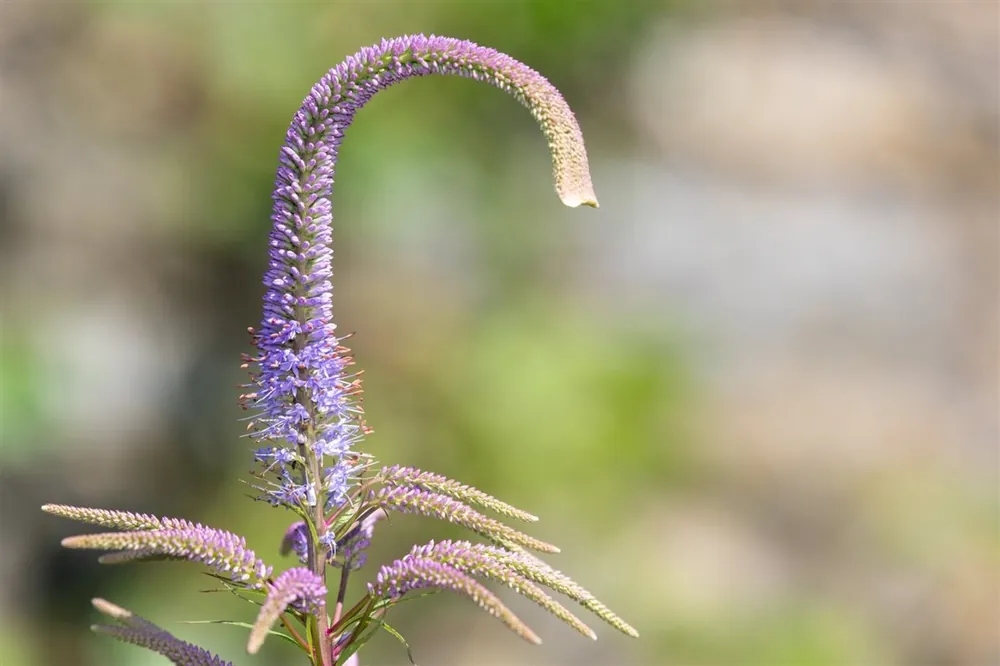 Veronicastrum virg. ‘Lavandelturm‘ | Koopje