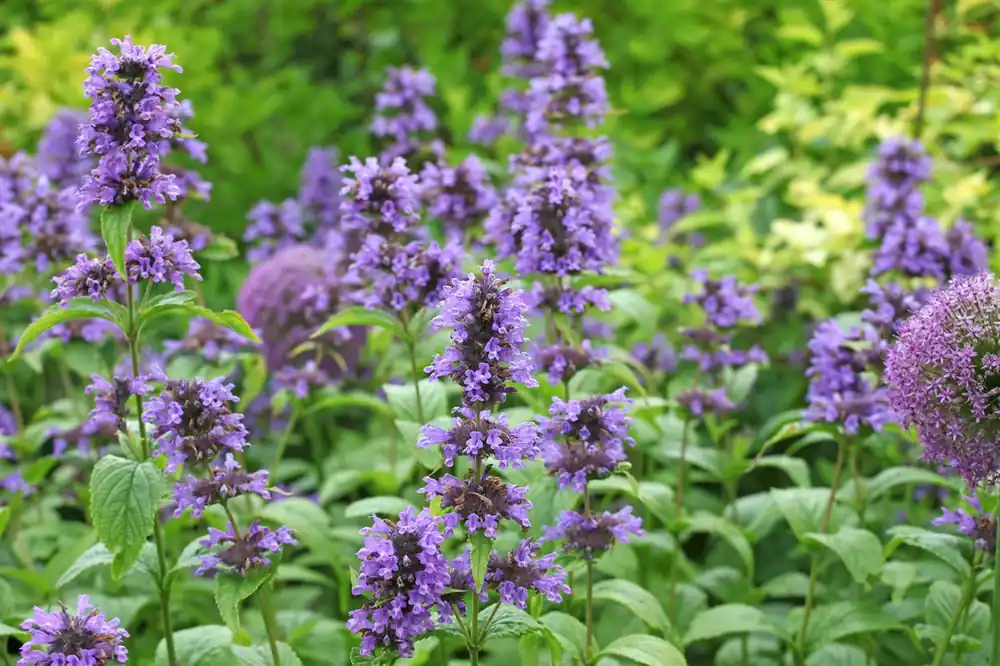 Nepeta nervosa | Vanaf nu beschikbaar