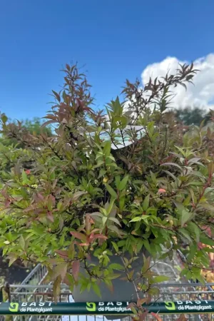 Aesculus parviflora | Actieprijs
