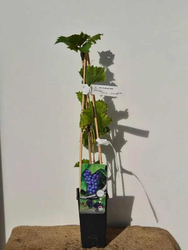 Vitis ‘Boskoop Glory‘ | Prijsverlaging