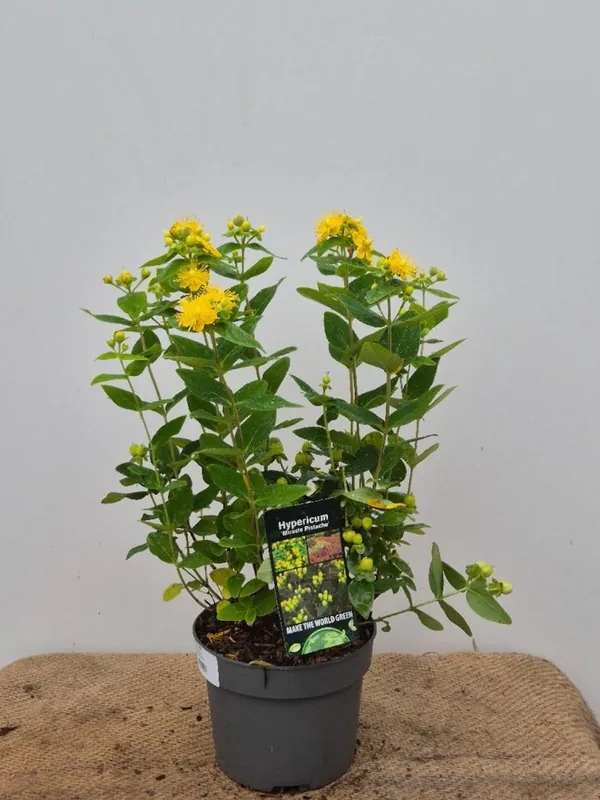 Voordeelprijs | Hypericum