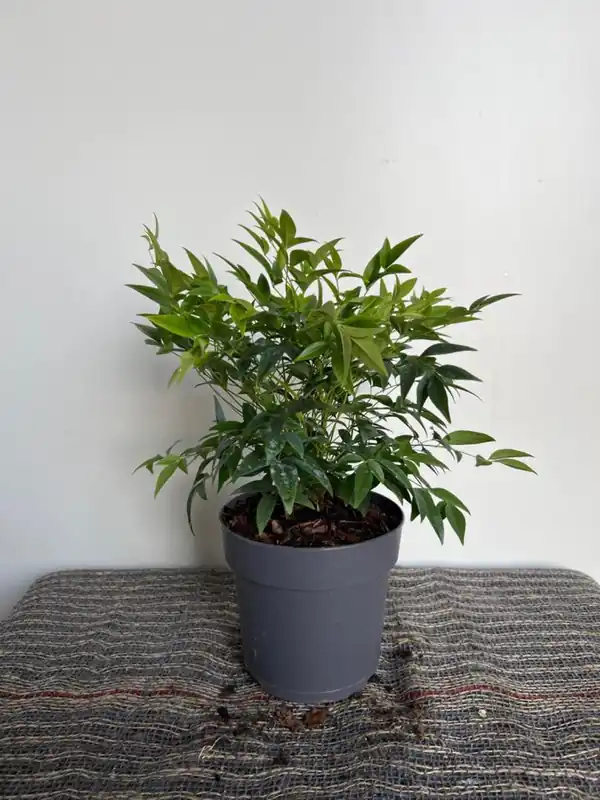 Salix ‘Hakuro‘ - Nog enkele stuks