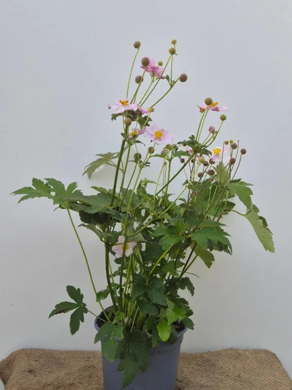 Anemone hybrida - Actie