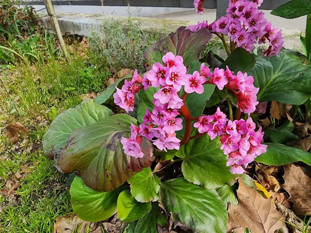 Gratis retourneren | Bergenia cordifolia