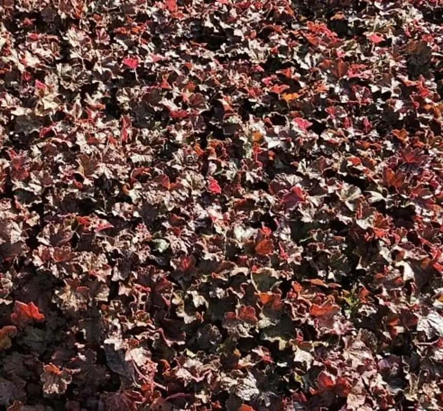 Extra voordeel | Heuchera mic. ‘Palace Purple‘