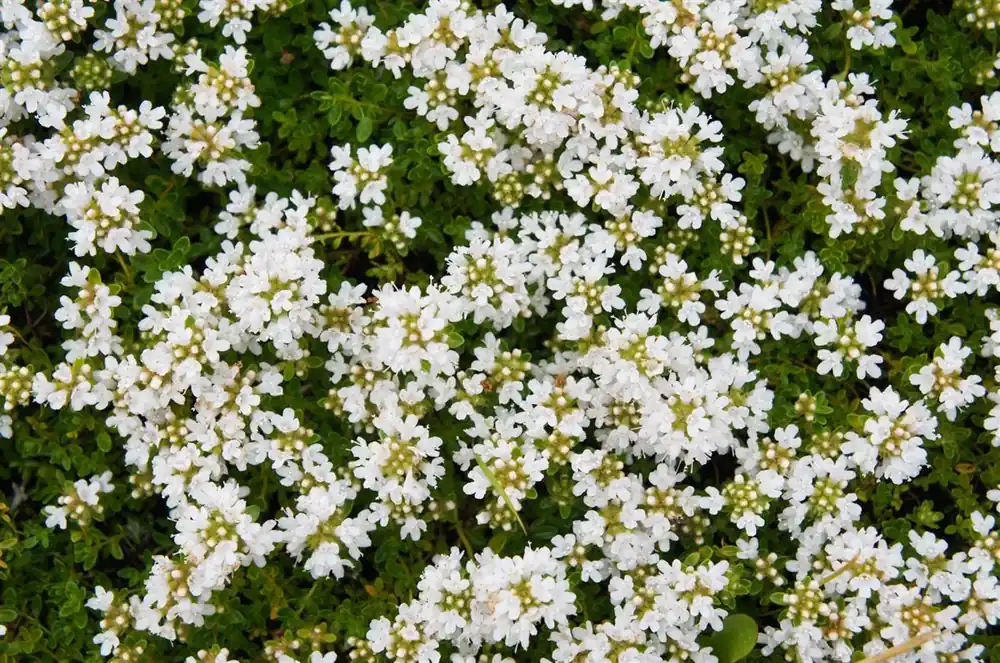 Thymus praecox ‘Albiflorus‘ | Voeg toe aan winkelwagen