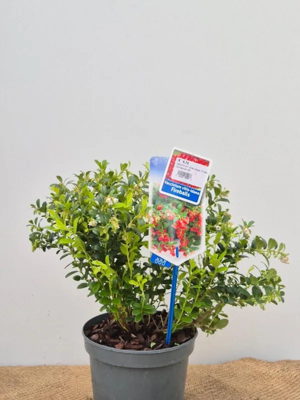 Trending | Vaccinium vitis-idaea ‘Fireballs‘