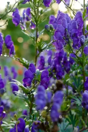 Aconitum henryi ‘Spark‘s Variety‘ | Gratis retourneren