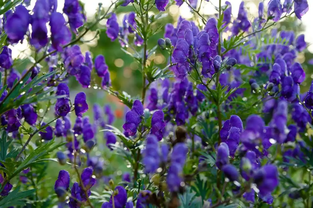 Aconitum henryi ‘Spark‘s Variety‘ | Gratis retourneren