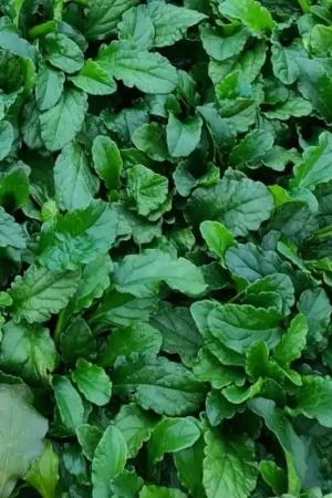 Ajuga reptans - Scherpe prijs