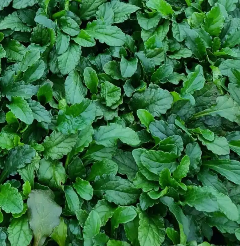 Ajuga reptans - Scherpe prijs