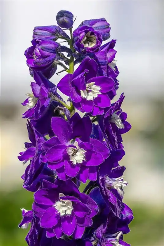 Voordelig - Allium ‘Purple Sensation‘