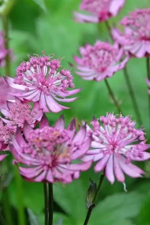 Anemone hup. ‘Praecox‘ | Populair