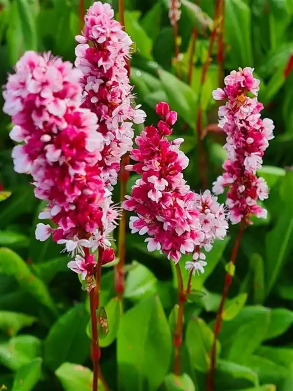 Laatste kans - Persicaria aff. ‘Darjeeling Red‘