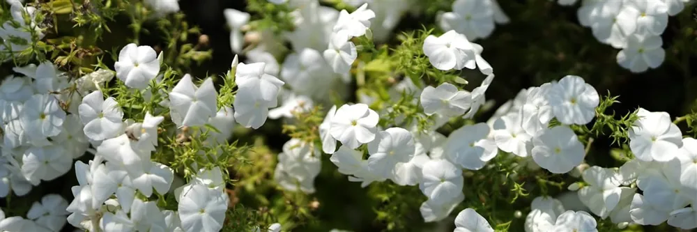 Phlox (S) ‘Maischnee‘ - Aanrader