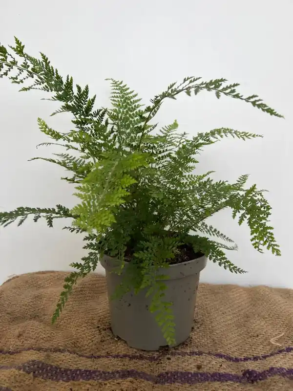 Populair bij klanten | Polystichum set. ‘Herrenhausen‘