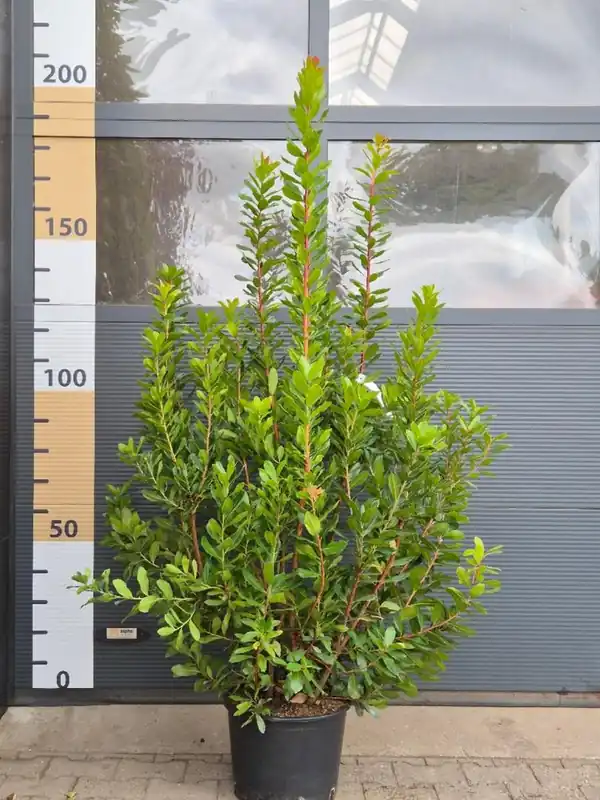 Nu beschikbaar | Arbutus unedo