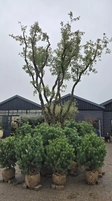 Quercus suber Meerstammig - Lage prijs