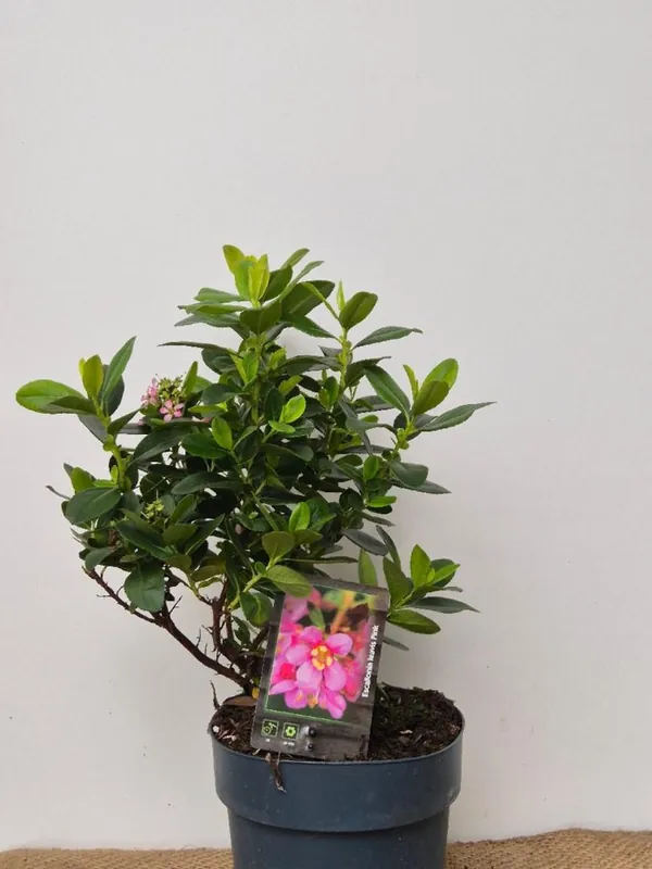 Escallonia laevis ‘Pink Elle‘ - Prijsverlaging