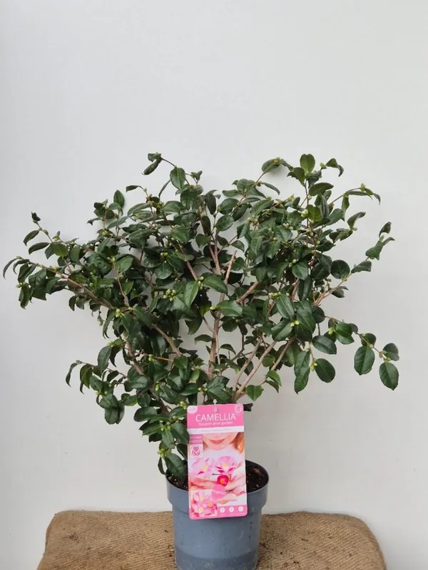 Voordeelprijs - Skimmia confusa ‘Kew Green‘