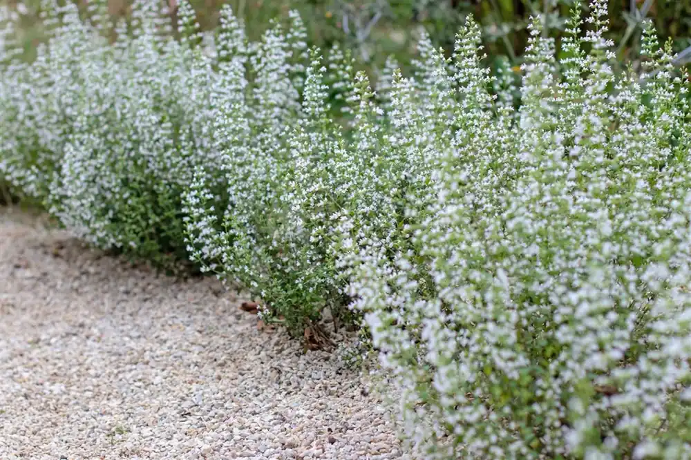Calamintha n. nepeta | Prijsverlaging