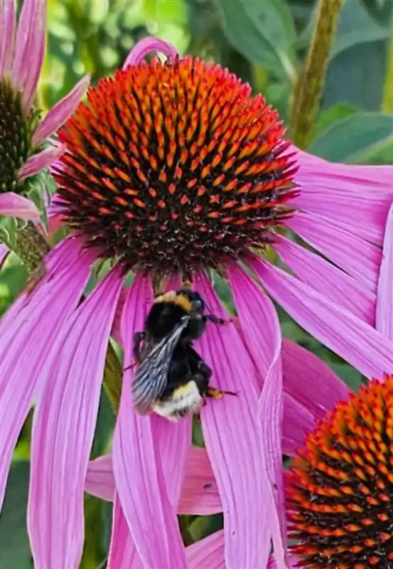 Echinacea pallida | Voordeelprijs