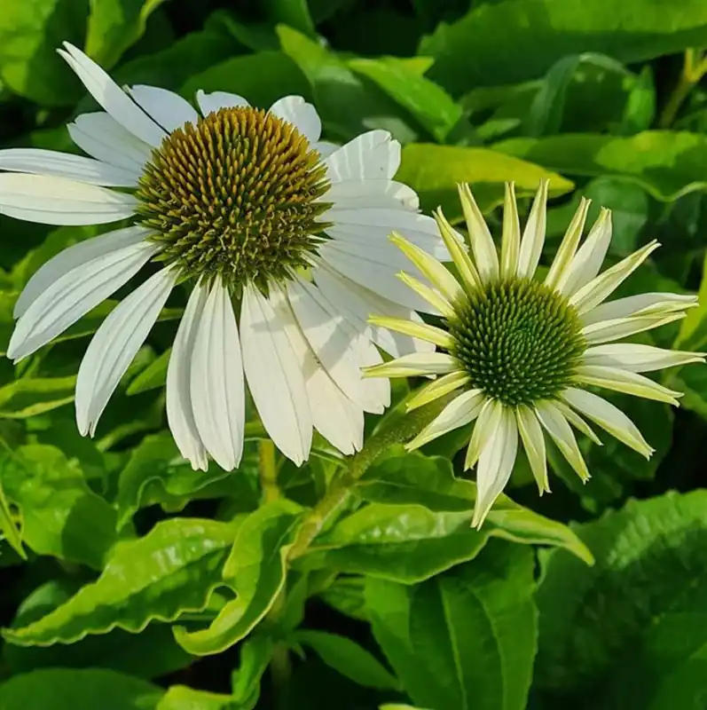 Prijs verlaagd - Echinacea purp. ‘Alba‘
