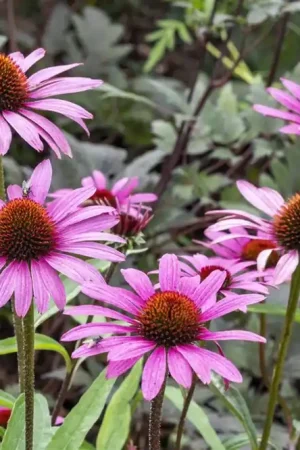 Aanbieding loopt bijna af - Echinacea purp. ‘Magnus‘
