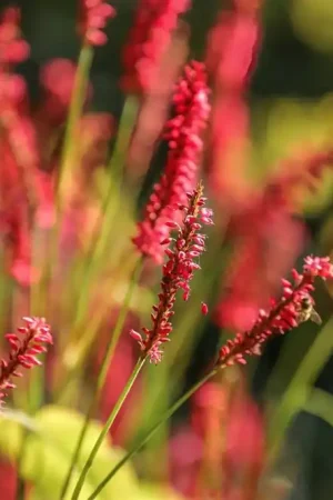 Actie - Persicaria amplexcaulis ‘Firedance‘