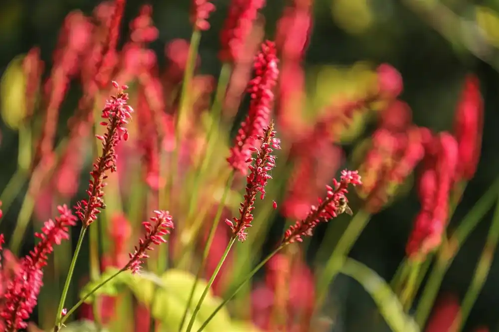 Actie - Persicaria amplexcaulis ‘Firedance‘