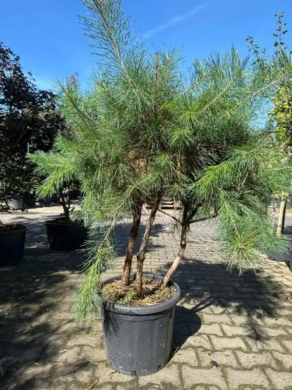 Pinus sylvestris Meerstammig | Scherpe prijs