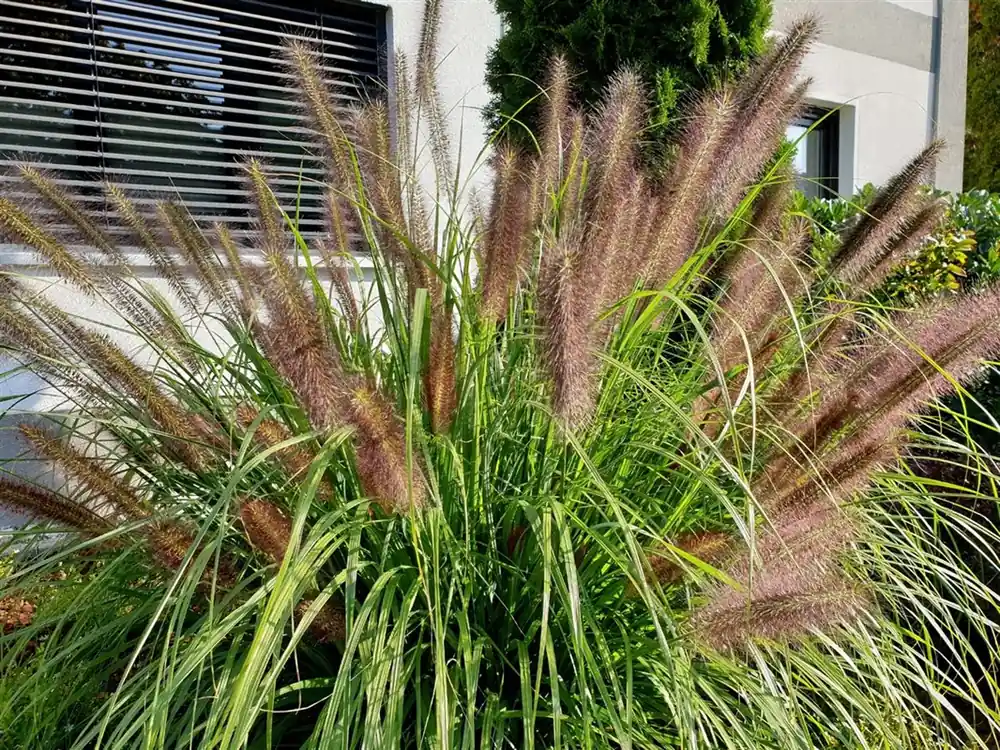 Cortaderia sell. ‘Pumila‘ | Eenvoudig retourneren