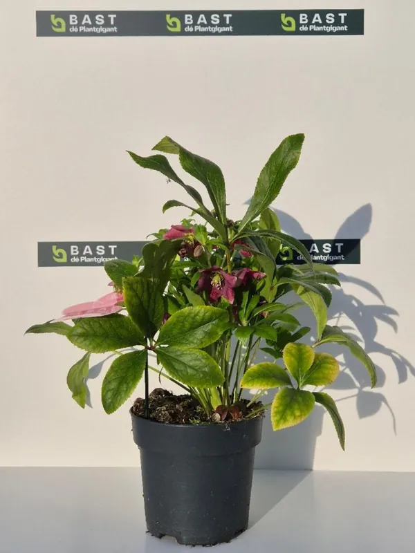 Helleborus ‘Winterbells‘ | Prijsverlaging