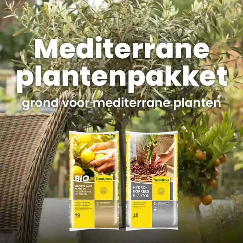 Premiumkwaliteit - Mediterrane plantenpakket